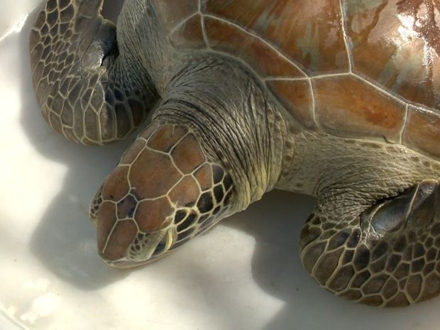 Tartaruga passou por uma cirurgia para a retirada de tumor, no Espírito Santo. (Fot Reprodução/ TV Gazeta)