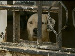 Cachorro preso em residêndia do Distrito Federal (Foto: TV Globo/Reprodução)
