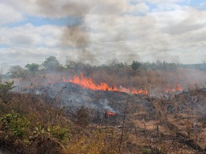 Fogo atingiu a mata e chamas se alastraram por quase 400 metros (Foto: Gilcilene Araújo/G1)