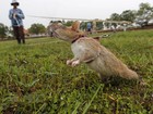 Camboja usa ratos 'salva-vidas' para detectar minas terrestres Camboja usa ratos 'salva-vidas' para detectar minas terrestres