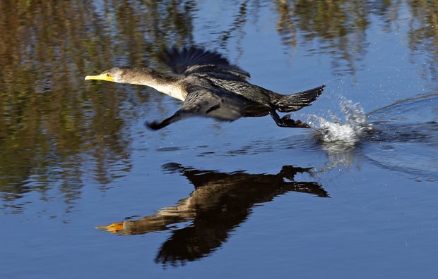 Um cormorão, também conhecido como corvo-marinho, parecia correr sobre a água ao ser fotografado na semana passada na ilha de Assateague, na costa do estado da Virgínia (EUA) (Foto: Kevin Lamarque/Reuters)