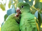 Casal de maritacas namora em ipê e acorda internautas em Piracicaba, SP (Helder do Prado Sousa/VC no G1)