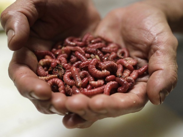 O chef de cozinha Ernesto Martinez prepara um taco com minhocas, no restaurante La Cocinita de San Juan (Foto: REUTERS/Henry Romero)