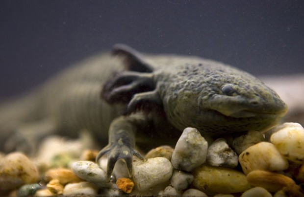 Foto de 2008 mostra o axalote, salamandra conhecida como "monstro aquático" corre risco de extinção (Foto: AP Photo/Dario Lopez-Mills, File)