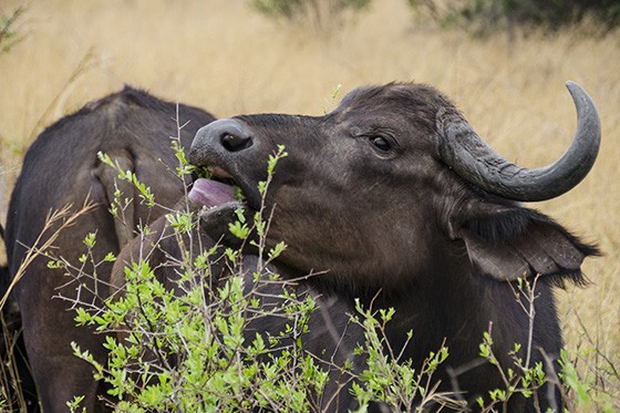 O búfalo é um dos Big Five, um dos cinco animais mais perigosos para os caçadores (Foto: © Haroldo Castro/Época) O búfalo é um dos Big Five, um dos cinco animais mais perigosos para os caçadores (Foto: © Haroldo Castro/Época)