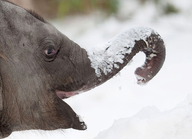 Um filhote de elefante brinca com a neve no Zoológico de Berlim, na Alemanha, nesta quinta-feira (13). O inverno trouxe gelo, neve e temperaturas baixas a vários países da Europa, que devem persistir pelas próximas semanas (Foto: Tim Brakemeier/AFP)