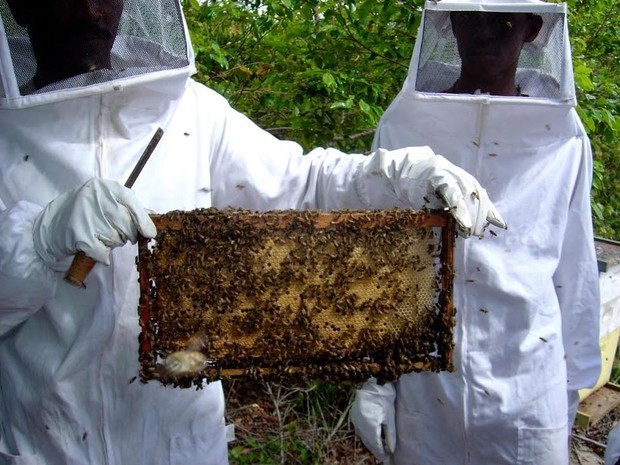 Aumente sua lucratividade comercial de apicultura na cobertura agora!