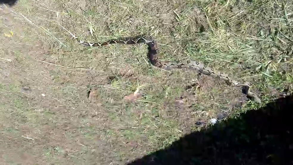 Réptil tinha cerca de um metro e meio, quase enrola na perna de um dos policiais durante o percurso (Foto: Divulgação/Polícia Rodoviária Federal)