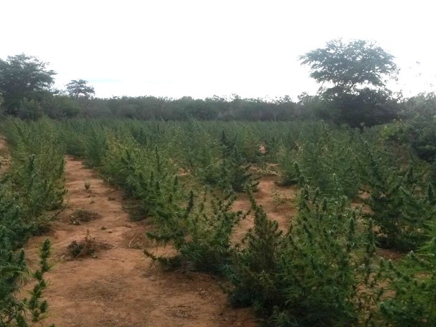 Polícias Federal e Militar  erradicam 60 mil pés de maconha  no Sertão (Foto: Divulgação / Polícia Federal)