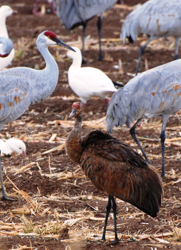 Ave intrigou funcionários de parque de vida selvagem nos EUA. (Foto: Clint Henson/AP)