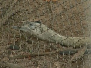 Zoológico de Limeira (Foto: Reprodução/EPTV)