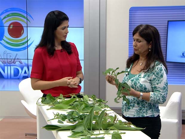 G1  Paraíba Comunidade dá dicas sobre cuidados e uso de ervas
