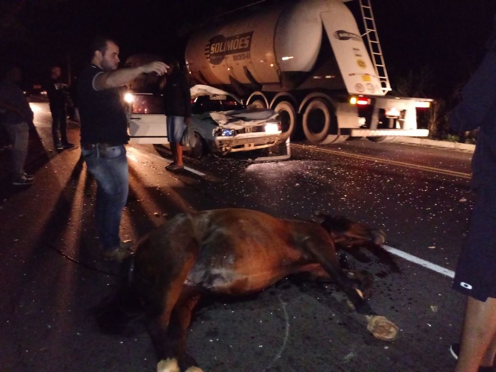 Cavalo foi sacrificado por causa da gravidade dos ferimentos (Foto: Divulgação / BPRv )