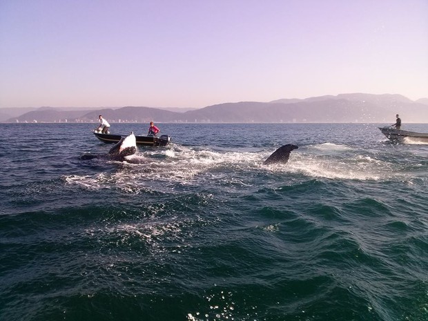 Pescadores ajudaram a tirar rede enroscado na baleia (Foto: Cícero Barbosa / Arquivo Pessoal)