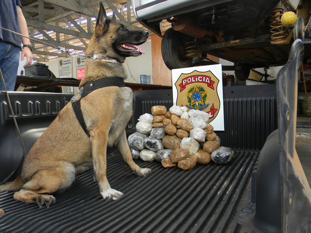 Droga foi encontrada com a ajuda de um cão farejador (Foto: Divulgação/PF)