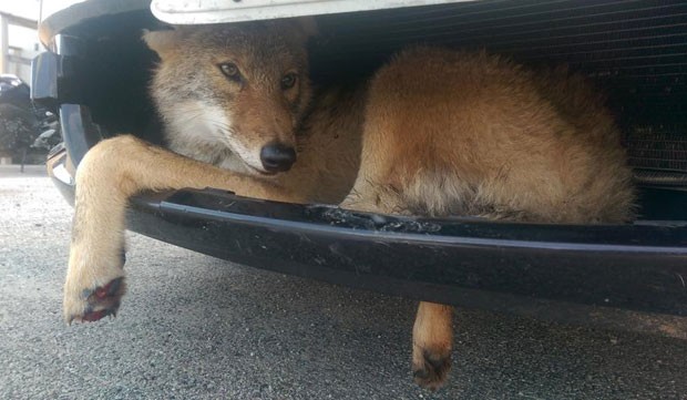Coiote sobreviveu após ficar preso em grade após atropelamento nos EUA (Foto: Reprodução/Facebook/Flint Creek Wildlife Rehabilitation)