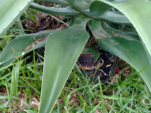 Serpente estava escondida embaixo de planta, diz dona de casa (Foto: Letícia Ferreira/Arquivo pessoal)