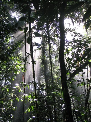 Floresta não perturbada na Amazônia paraense (Foto: Malva Hernandez / Divulgação)