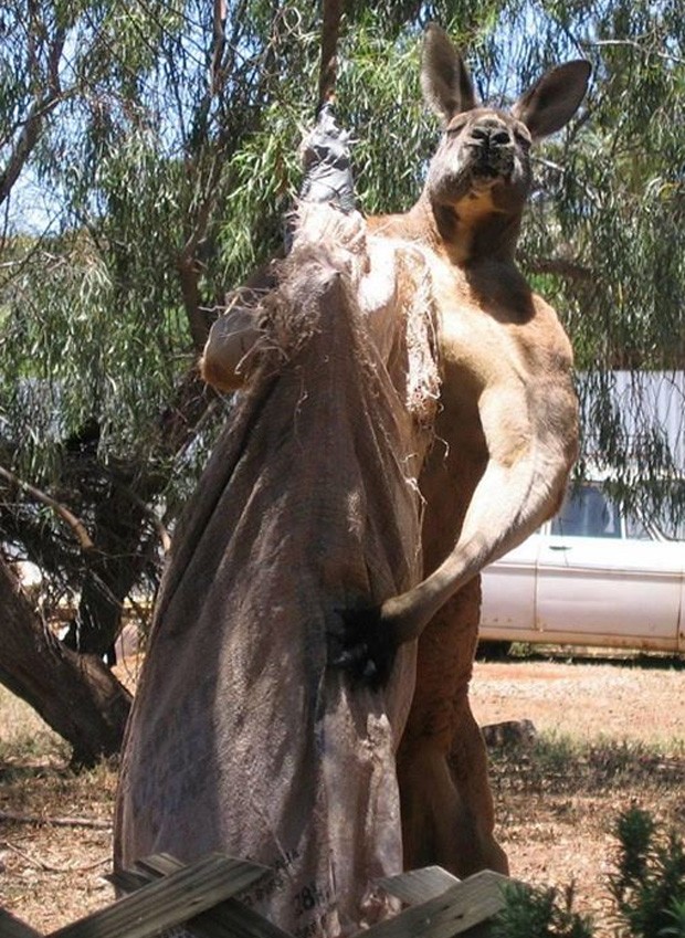 Canguru 'forto' fez cara de mau e mostrou msculos ao ser fotografado na Austrlia (Foto: Reproduo/Facebook/Jason Simpson)