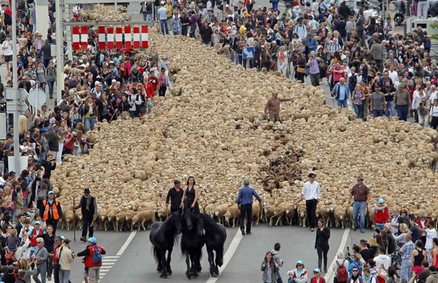 Milhares de ovelhas foram levadas neste domingo (9) até o Porto Velho de Marselha (Foto: Jean-Paul Pelissier/Reuters)