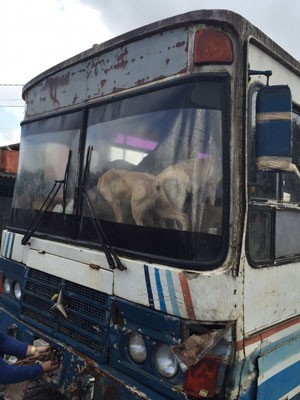 Cães resgatados Alvorada RS (Foto: Nelson Fernandes/Arquivo Pessoal)