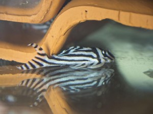 Espécie rara de peixe ornamental se reproduz em cativeiro no Pará Zebra_1