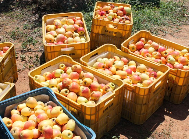 Maçãs produzidas no Vale do São Francisco (Foto: Larissa Paim/G1)