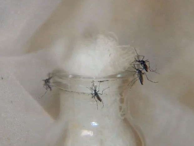 Mosquito Aedes aegypti vive 45 dias (Foto: Reprodução / TV TEM)