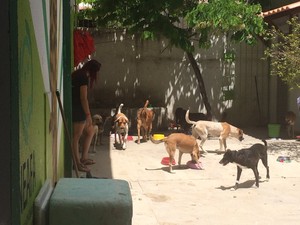 ONG recolhe das ruas animais doentes ou mal tratados (Foto: Paula Nunes/G1)