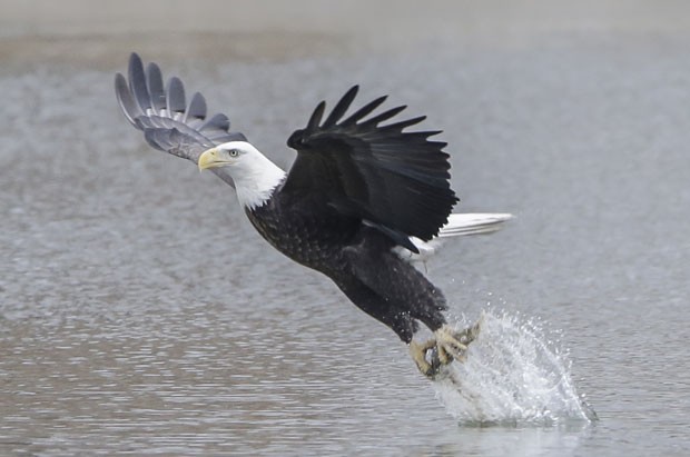 Uma águia foi fotografada em uma posição curiosa ao ser flagrada capturando um peixe no lago Manawa, no estado do Iowa (EUA). A cena foi registrada no dia 16 de fevereiro (Foto: Nati Harnik/AP) Uma águia foi fotografada em uma posição curiosa ao ser flagrada capturando um peixe no lago Manawa, no estado do Iowa (EUA). A cena foi registrada no dia 16 de fevereiro (Foto: Nati Harnik/AP)