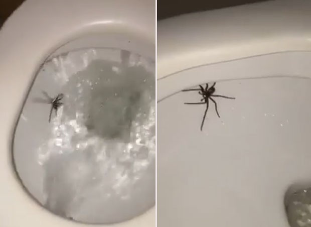 Barry Morrissey descobriu aranha enorme na privada ao apertar a descarga (Foto: Reprodução/YouTube/Barry Morrissey)
