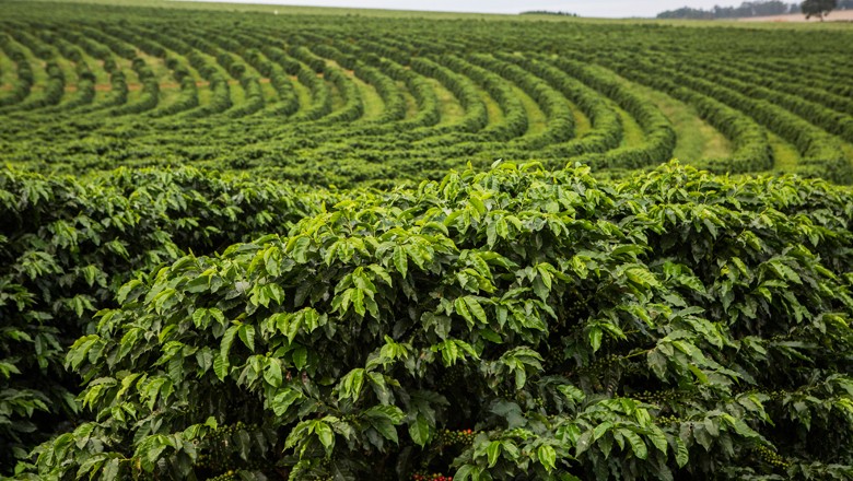 café-plantação (Foto: Globo Rural)