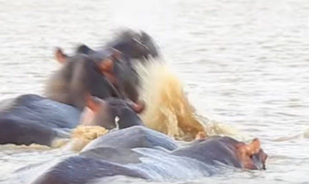 Manada de hipopótamos atacou tubarão-touro (Foto: Reprodução/YouTube/GS Features)