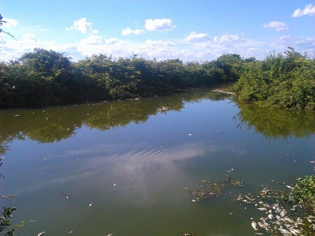 Registro de peixes mortos foi feito no rio Formoso (Foto: Deyvid Brito/Internauta)