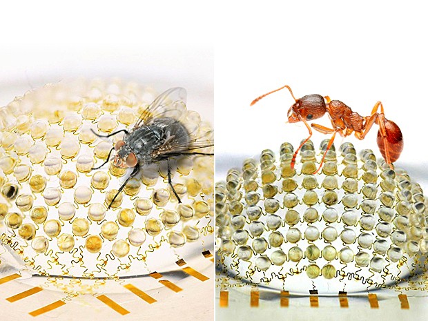 Mosca e formiga são vistas sobre câmera criada por cientistas (Foto: Universidade de Illinois e Instituto Beckman)