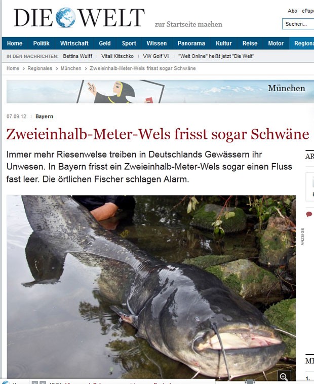 Peixe-gato de 2,16 metros que foi capturado em rio alemão. Espécie estaria provocando desiquilíbrio no rio Isen. (Foto: Reprodução)