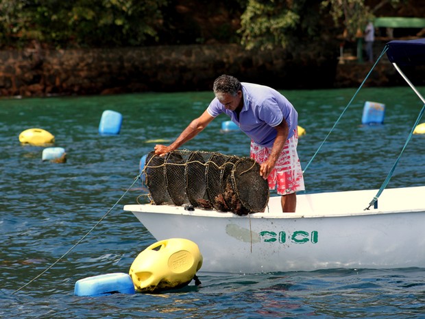 Maricultor vericando vieiras (Foto: Ronaldo de Souza Viana)