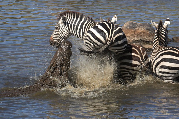 Zebra acertou chute na cabeça de crocodilo e escapa de ataque mortal (Foto: Laurent Renaud/Caters News/The Grosby Group)