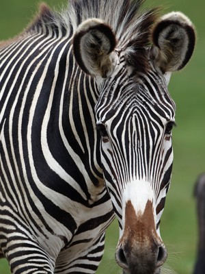 As listras protegem as zebras de picadas inoportunas. Isso é importante para que elas não desenvolvam doenças graves e não percam muito sangue (Foto: an Kitwood/Getty Images)