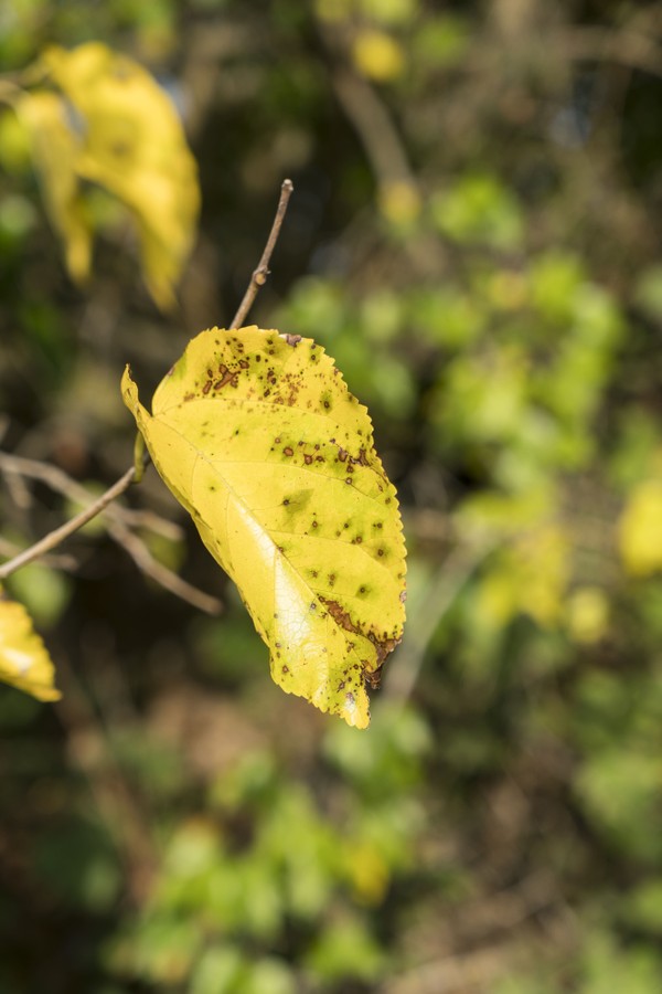 5 possíveis causas para o amarelamento das folhas da sua planta (e como resolver!) (Foto: Getty Images)