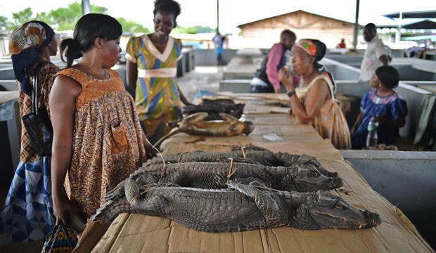 Mercados populares na Guiné Equatorial vendem pangolins, macacos e até crocodilos como alimentos (Foto: Carl de Souza/AFP)