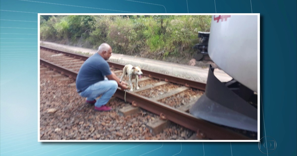 Cachorrinha é encontrada amarrada aos trilhos do metrô em ... - Globo.com