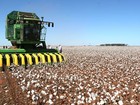 Pepro de algodão negocia 498 mil toneladas de MT e outros 7 estados