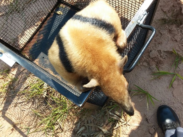 Animal foi solto na natureza após o resgate  (Foto: Corpo de Bombeiros/ Divulgação)