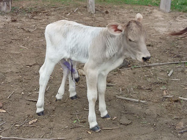 Bezerro nasceu com seis patas, sobreviveu e surpreendeu o dono em Mato Grosso (Foto: Ronaldo Araújo/Arquivo pessoal)