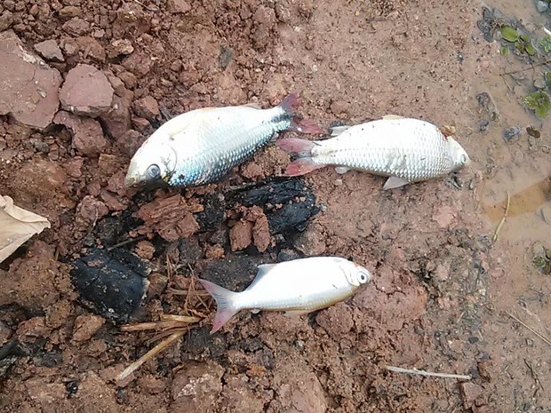 Moradora de sítio registrou morte de peixes na represa de Paraitinga, em Salesópolis na manhã desta sexta (29) (Foto: Valdessara Bertolino/ Arquivo Pessoal)