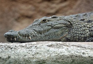 Crocodilo precisou ser hospitalizado após mulher cair em cima do animal na Rússia (Foto: Leigh Bedford/Wikimedia Commons)