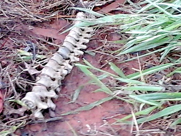 Coluna vertebral encontrada em matagal no Paranoá, no DF (Foto: Polícia Militar/Divulgação)