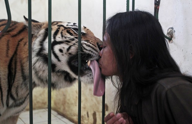 Tigre chamado de 'Mulan Jamila' dá lambida em tratador em escola islâmica na Indonésia. Animal foi dado de presente à instituição e é mantido com permissão do governo do país (Foto: Sigit Pamungkas/Reuters)