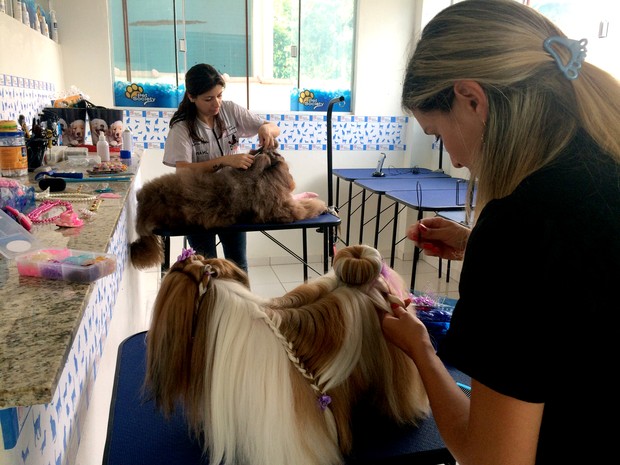 Pet shops apostam em penteados para cachorros em Poços de Caldas (Foto: Lúcia Ribeiro/G1)